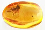 Detailed Fossil Dagger Fly (Empididae) w/ Feathered Legs In Amber #372545-1